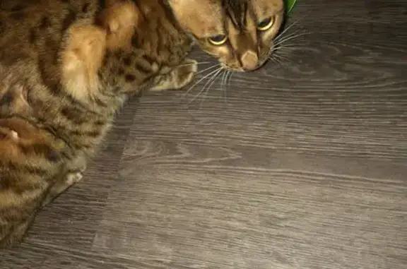 Найдена беременная кошка в жилом массиве Олимпийский, Воронеж