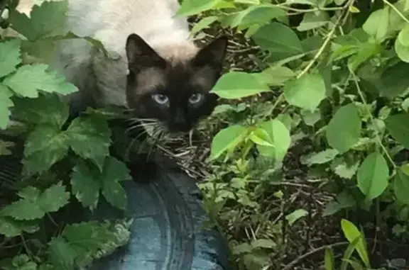 Заблудилась кошка в Москве, нужна помощь