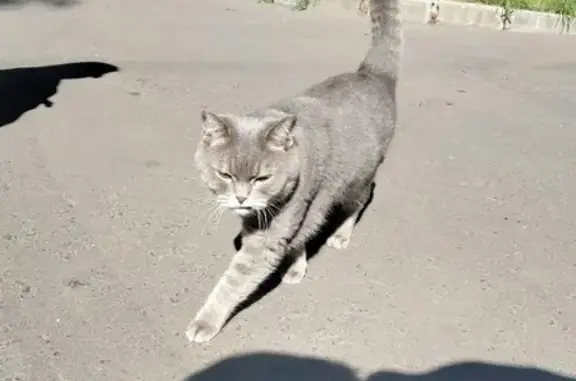 Найдена кошка на ул. Егора Абакумова, 12 в Москве