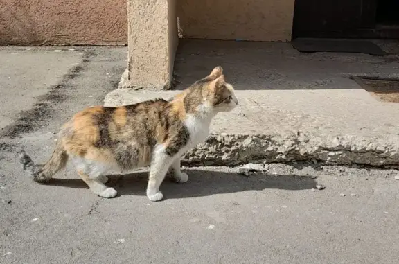 Найдена кошка на ул. Больничная, 18 в Самаре