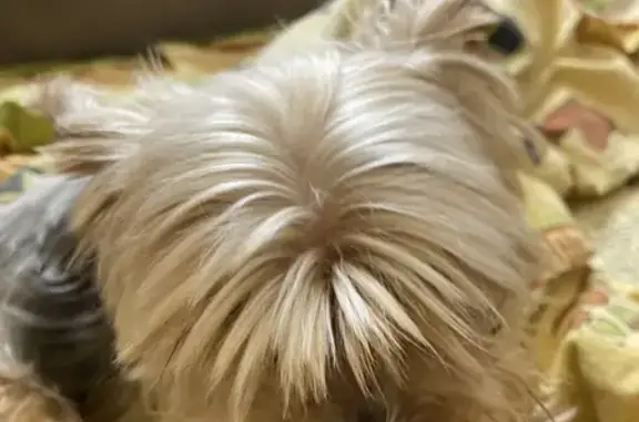 Собаки потеряшки, Санкт-Петербург, фото: Потеряшка собака Йорик на Будапештской, СПб