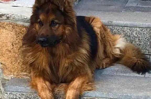 Пропала собака на улице К. Либкнехта, 186, Новосибирск
