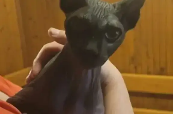 Найдена тёмная сфинкс-кошка в Калужской области