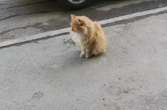 Рыжая кошка найдена на ул. К. Либкнехта, 208 в Иркутске