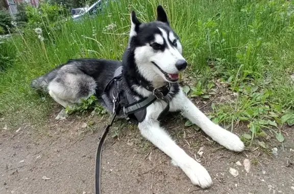 Пропала собака Цезарь в Тверской области
