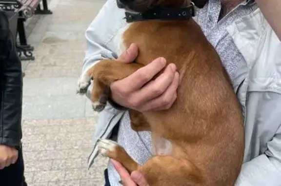 Найдена собака на ул. Московская в Пензе