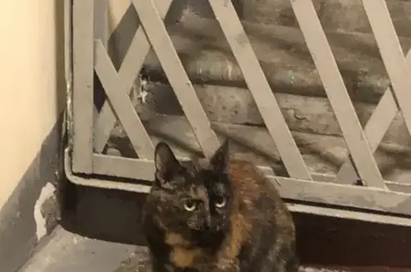 Найдена кошка на ул. Зеленодольской, 7 в Москве