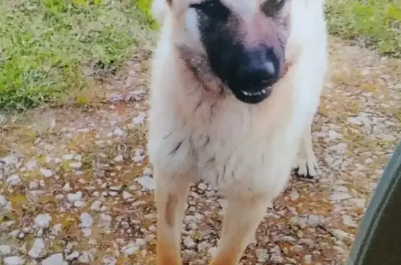 Найден щенок-кобель в Иваньково, Тульская область