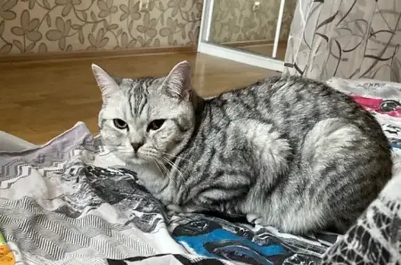 Пропала кошка Пух на ул. Волкова, Йошкар-Ола