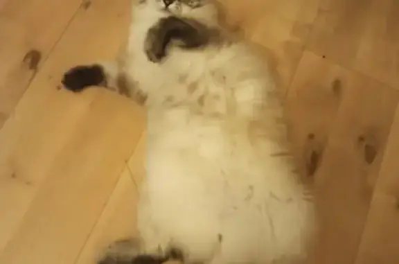 Кошки потеряшки, Тольятти, фото: Потеряшка кошка на Коммунистической, 65