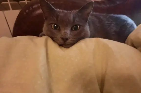 Кошки потеряшки, Ульяновск, фото: Потеряшка кошка на улице Ленина, 39 в Ульяновске