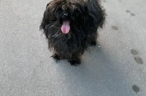 Собака найдена на 1-й ул. 8 Марта, Москва