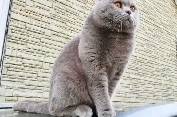 Кошки потеряшки, Федякино, фото: Потеряшка кот в Федякино, МО (4.06.22)