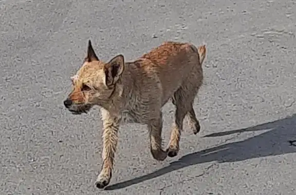 Собака найдена на заводской улице, Введенщина