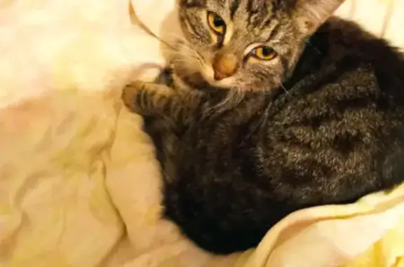 Пропала кошка Мальчик Буся в Ивановской области