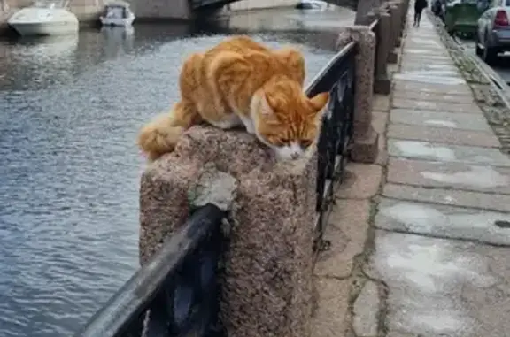 Пропал котик возле дома Пушкина на Набережной Мойки