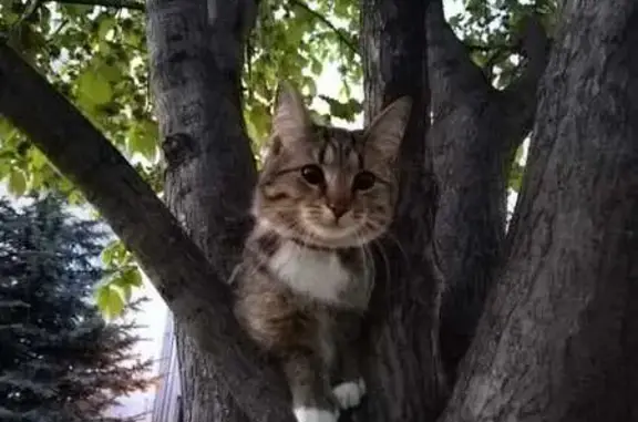 Пропал котик Сёма в парке возле ДС Триумф, ул. Кирова, Люберцы