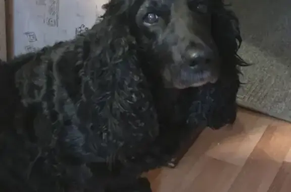 Найдена черная взрослая собака-девочка в Лекаревке, нужны хозяева!