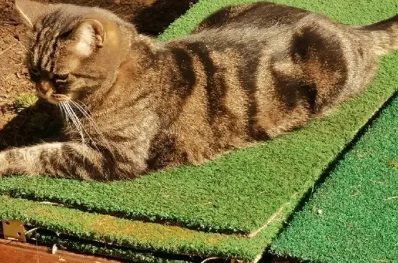 Пропала домашняя кошка с желтым ошейником в Черкизово