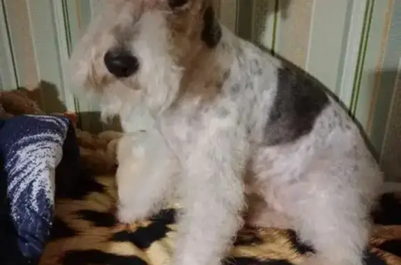 Собаки потеряшки, Нижний Новгород, фото: Потеряшка собака с черным пятном, ул. Слобода Печеры, Нижний Новгород