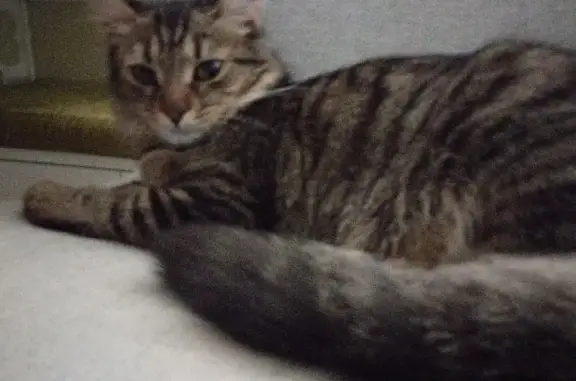 Кошки потеряшки, Казань, фото: Потеряшка кошка Юпи, ул. Фучика 55А, Казань