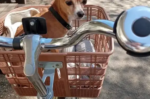 Собаки потеряшки, Москва, фото: Потеряшка рыжий чихуа-хуа на Клязьминской