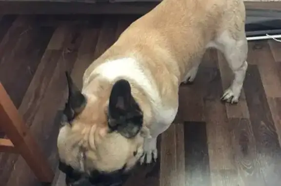 Найденные животные Москва, фото: Найден бело-рыжий бульдог на Востряковском проезде, Москва