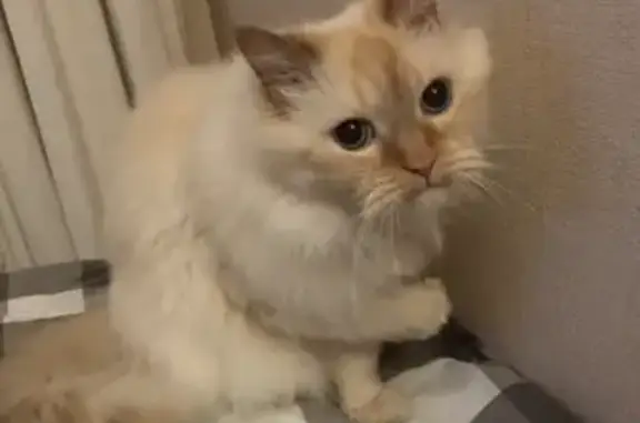 Кошки потеряшки, Санкт-Петербург, фото: Потеряшка кошка Тимоша, адрес: Лёни Голикова 24, СПб.