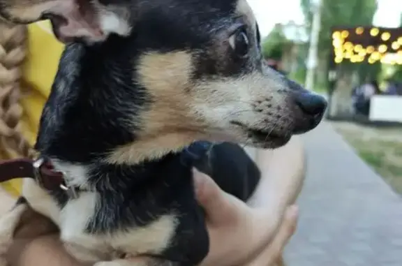 Собака Чахухуа найдена в парке 