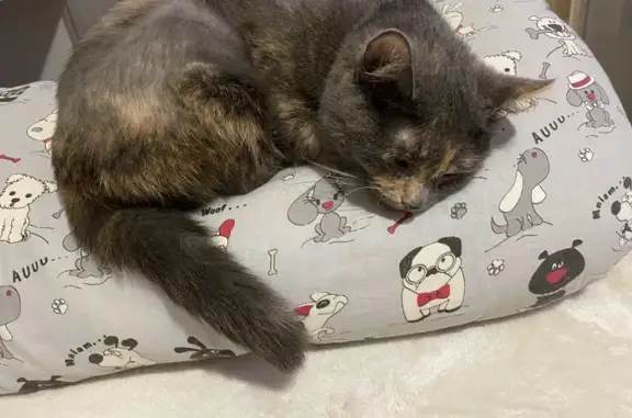 Кошки потеряшки, Набережные Челны, фото: Потеряшка кошка Тефтелька, пр-т Московский, 166, Набережные Челны