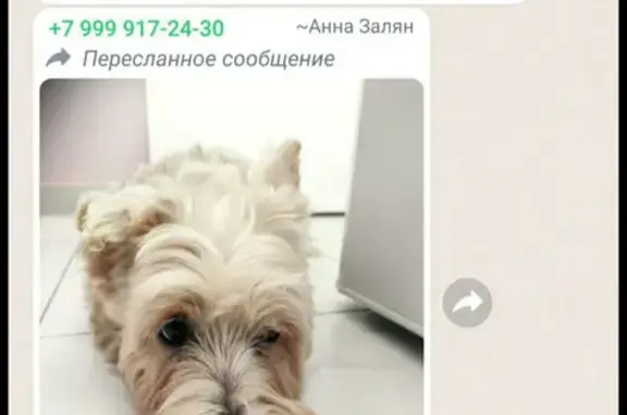 Собака найдена на Ул. Яворки, Москва
