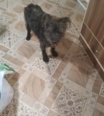 Собаки потеряшки, Новолеушковская, фото: Потеряшка собака, вознаграждение 5 т.р., Красная улица, 55