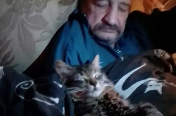 Пропала кошка Мейсон на Комсомольской, 17