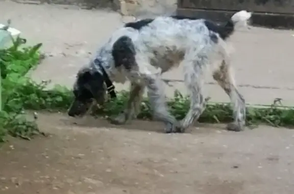 Собака найдена возле дома Менделеева 52 в Кинешме
