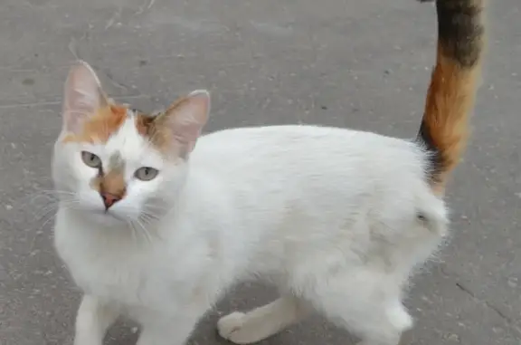 Пропала белая кошка на Пирогова 1/6 в Чебоксарах