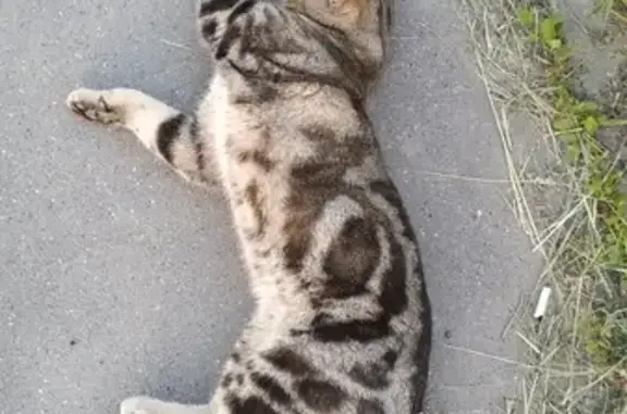 Потерянная кошка в Чебоксарах.
