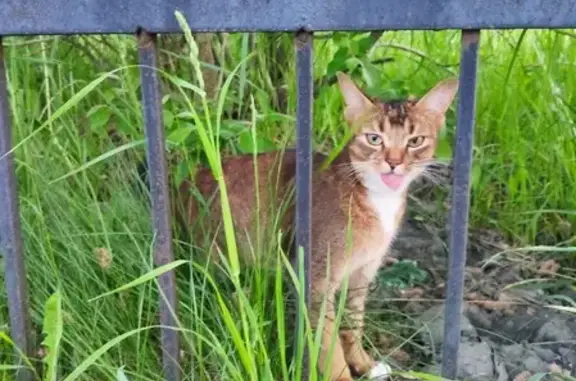 Пропала кошка на Соколово-Мещерской, описание
