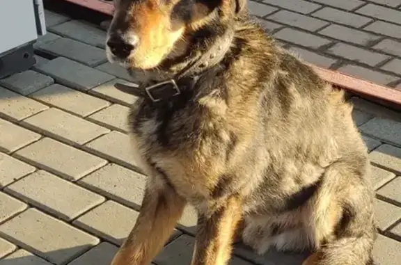 Собака найдена на автозаправке в Челябинской области, нужна мед. помощь