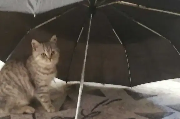 Кошки потеряшки, Водники, фото: Потеряшка кошка Мурка на Малиновой улице, 22