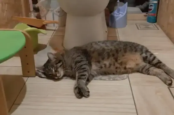 Кошки потеряшки, Чехов, фото: Потеряшка кот Тиша на улице Лопасня Снт (Чехов)