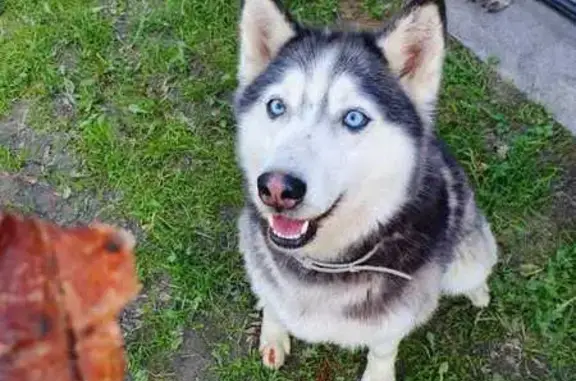 Найдена собака, Московская область, фото: Найдена хаски на территории СНТ в Клинском районе
