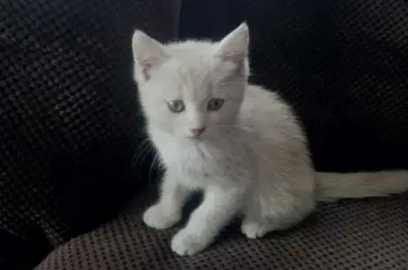 Найдена бело-рыжая кошка в районе 3 школы, ул. Кравченко, 16