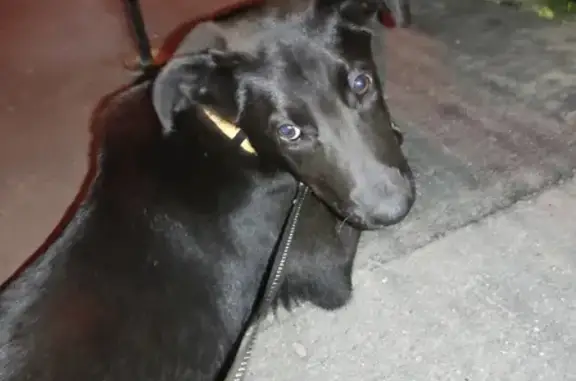 Найдена собака на Волгоградском проспекте, ЮВАО