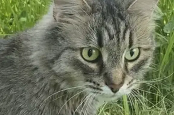 Пропала кошка Сима в деревне Шептуново, Тверская область, дом 51.