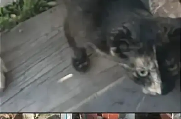 Кошки потеряшки, Толмачево, фото: Потеряшка кошка в Толмачево: ул. Центральная 79