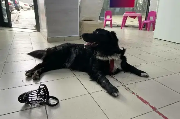 Найдена собака в ЖК Родной город, находится в Wildberries на Профсоюзной