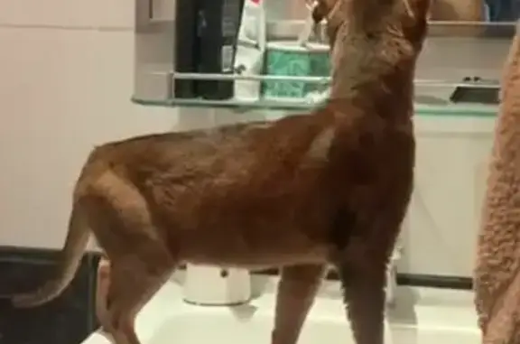 Кошки потеряшки, Москва, фото: Потеряшка кот Анатолий, адрес: 3-я Марьиной Рощи улица, 19, Москва.