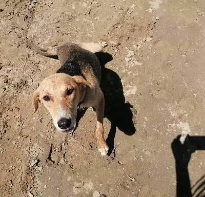 Найдена собака в Селе Никольское, Астраханская область