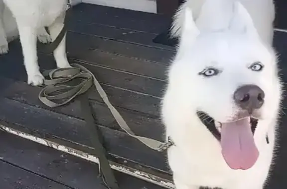 Собаки потеряшки, Кипенское, фото: Потеряшка собака Нерон и Барни, Хаски, линия 7-я, 111, Вертикаль Снт.