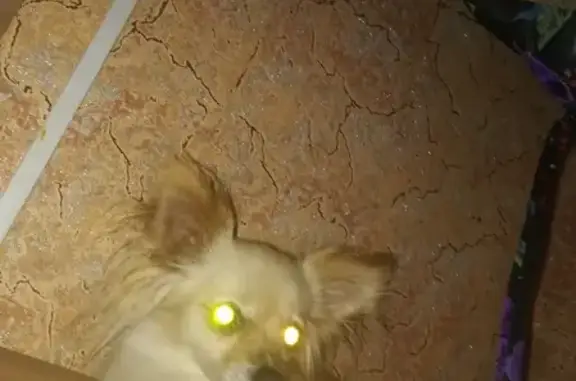 Собаки потеряшки, Дзержинск, фото: Потеряшка собака на улице Петрищева, 11А в Дзержинске